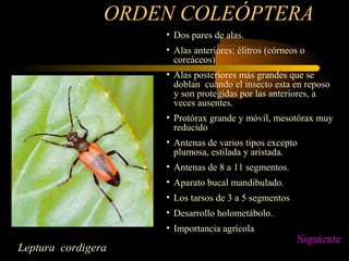ORDEN COLEÓPTERA
• Dos pares de alas.
• Alas anteriores: élitros (córneos o
coreáceos)
• Alas posteriores más grandes que se
doblan cuando el insecto esta en reposo
y son protegidas por las anteriores, a
veces ausentes.
• Protórax grande y móvil, mesotórax muy
reducido
• Antenas de varios tipos excepto
plumosa, estilada y aristada.
• Antenas de 8 a 11 segmentos.
• Aparato bucal mandibulado.
• Los tarsos de 3 a 5 segmentos
• Desarrollo holometábolo.
• Importancia agrícola
Leptura cordigera
Siguiente
 