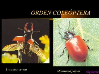 ORDEN COLEÓPTERA
Melasoma populi
Lucamus cervus
Siguiente
 