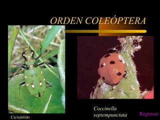ORDEN COLEÓPTERA
Cicindelido
Coccinella
septempunctata Regresar
 