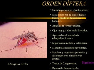 ORDEN DÍPTERA
• Un solo par de alas membranosas.
• El segundo par de alas reducido,
transformado en balancines o
halterios.
• Antenas de forma variable.
• Ojos muy grandes multifasetados.
• Aparato bucal haustelado
(chupador-picador)
• Importancia médica y veterinaria.
• Mandíbulas raramente presentes.
• Protórax y mesotórax pequeños y
fusionados con el mesotórax
grande.
• Tarsos de 5 segmentos.
• Desarrollo holometábolo.
Mosquito Aedes
Siguiente
 