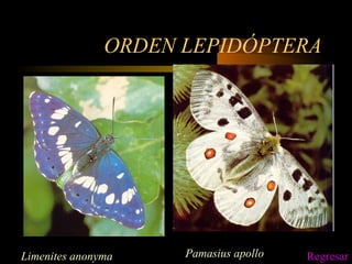 ORDEN LEPIDÓPTERA
Limenites anonyma Pamasius apollo Regresar
 