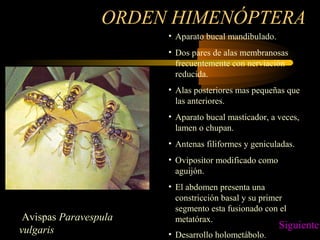 ORDEN HIMENÓPTERA
• Aparato bucal mandibulado.
• Dos pares de alas membranosas
frecuentemente con nerviación
reducida.
• Alas posteriores mas pequeñas que
las anteriores.
• Aparato bucal masticador, a veces,
lamen o chupan.
• Antenas filiformes y geniculadas.
• Ovipositor modificado como
aguijón.
• El abdomen presenta una
constricción basal y su primer
segmento esta fusionado con el
metatórax.
• Desarrollo holometábolo.
Avispas Paravespula
vulgaris Siguiente
 