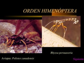 ORDEN HIMENÓPTERA
Avispas: Polistes canadensis
Rhyssa persuasoria
Siguiente
 