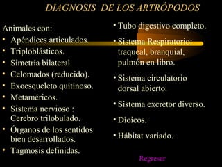 DIAGNOSIS DE LOS ARTRÓPODOS
Animales con:
• Apéndices articulados.
• Triploblásticos.
• Simetría bilateral.
• Celomados (reducido).
• Exoesqueleto quitinoso.
• Metaméricos.
• Sistema nervioso :
Cerebro trilobulado.
• Órganos de los sentidos
bien desarrollados.
• Tagmosis definidas.
• Tubo digestivo completo.
• Sistema Respiratorio:
traqueal, branquial,
pulmón en libro.
• Sistema circulatorio
dorsal abierto.
• Sistema excretor diverso.
• Dioicos.
• Hábitat variado.
Regresar
 