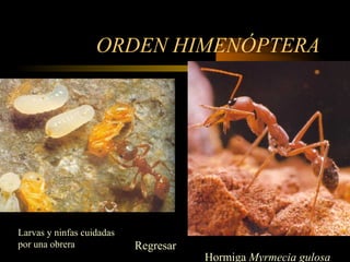 ORDEN HIMENÓPTERA
Hormiga Myrmecia gulosa
Larvas y ninfas cuidadas
por una obrera Regresar
 