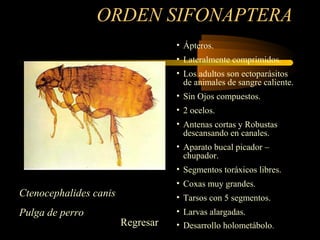 ORDEN SIFONAPTERA
• Ápteros.
• Lateralmente comprimidos.
• Los adultos son ectoparásitos
de animales de sangre caliente.
• Sin Ojos compuestos.
• 2 ocelos.
• Antenas cortas y Robustas
descansando en canales.
• Aparato bucal picador –
chupador.
• Segmentos toráxicos libres.
• Coxas muy grandes.
• Tarsos con 5 segmentos.
• Larvas alargadas.
• Desarrollo holometábolo.
Ctenocephalides canis
Pulga de perro
Regresar
 