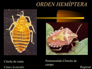 ORDEN HEMÍPTERA
Cinche de cama
Cimex lecturalis
Pentastomido Chinche de
campo
Regresar
 