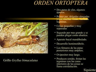 ORDEN ORTÓPTERA
• Dos pares de alas, algunos
ápteros.
• Primer par, delgadas alargadas
y con muchas venas, llamadas
tegminas.
• Coxas pequeñas y muy
separadas
• Segundo par mas grande y se
pueden plegar como abanico.
• Aparato bucal mandibulado.
• Desarrollo hemimetábolo.
• Los fémures de las patas
posteriores muy amplios.
• Ovipositor muy largo.
• Producen sonido, frotan las
tegminas con las caras
interiores de las coxas se
llama estridulación.
Grillo Gryllus bimaculatus
Siguiente
 