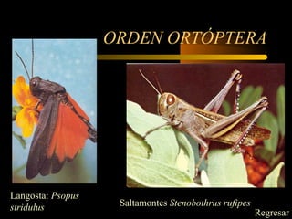 ORDEN ORTÓPTERA
Langosta: Psopus
stridulus Saltamontes Stenobothrus rufipes
Regresar
 