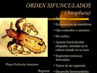 ORDEN SIFUNCULADOS
(Anoplura)
• Ápteros.
• Ectoparásitos de mamíferos.
• Ojos reducidos o ausentes..
• Sin ocelos.
• Aparato bucal picador
chupador, retraídos en la
cabeza cuando no se usan.
• Segmentos toráxicos
fusionados.
• Tarsos de un segmento.
• Desarrollo hemimetábolo.
Piojo Pediculus humanus
Regresar
 