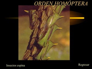 ORDEN HOMÓPTERA
Insectos espina Regresar
 