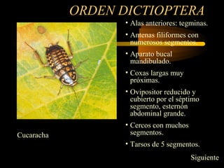 ORDEN DICTIOPTERA
• Alas anteriores: tegminas.
• Antenas filiformes con
numerosos segmentos.
• Aparato bucal
mandibulado.
• Coxas largas muy
próximas.
• Ovipositor reducido y
cubierto por el séptimo
segmento, esternón
abdominal grande.
• Cercos con muchos
segmentos.
• Tarsos de 5 segmentos.
Cucaracha
Siguiente
 