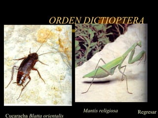 ORDEN DICTIOPTERA
Cucaracha Blatta orientalis
Mantis religiosa Regresar
 
