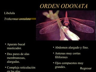 ORDEN ODONATA
• Aparato bucal
masticador.
• Dos pares de alas
membranosas,
alargadas.
• Compleja reticulación
• Abdomen alargado y fino.
• Antenas muy cortas
filiformes
• Ojos compuestos muy
grandes.
Libelula
Trithermus annulata
Regresar
 