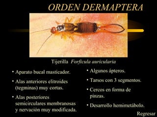 ORDEN DERMAPTERA
• Aparato bucal masticador.
• Alas anteriores elitroides
(tegminas) muy cortas.
• Alas posteriores
semicirculares membranosas
y nervación muy modificada.
• Algunos ápteros.
• Tarsos con 3 segmentos.
• Cercos en forma de
pinzas.
• Desarrollo hemimetábolo.
Tijerilla Forficula auricularia
Regresar
 