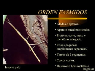 ORDEN FASMIDOS
• Alados o ápteros.
• Aparato bucal masticador.
• Protórax corto, meso y
metatórax alargado.
• Coxas pequeñas
ampliamente separadas.
• Tarsos de 5 segmentos.
• Cercos cortos.
• Desarrollo hemimetáboloInsecto palo
Regresar
 