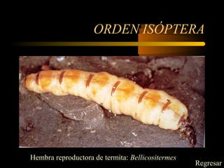 ORDEN ISÓPTERA
Hembra reproductora de termita: Bellicositermes
Regresar
 