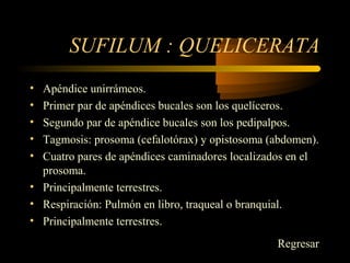 SUFILUM : QUELICERATA
• Apéndice unirrámeos.
• Primer par de apéndices bucales son los quelíceros.
• Segundo par de apéndice bucales son los pedipalpos.
• Tagmosis: prosoma (cefalotórax) y opistosoma (abdomen).
• Cuatro pares de apéndices caminadores localizados en el
prosoma.
• Principalmente terrestres.
• Respiración: Pulmón en libro, traqueal o branquial.
• Principalmente terrestres.
Regresar
 