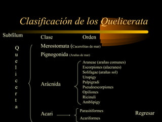 Clasificación de los Quelicerata
Clase Orden
Merostomata ((Cacerolitas de mar)Cacerolitas de mar)
Pignogonida (Arañas de mar)(Arañas de mar)
Arácnida
Acari
Q
u
e
l
i
c
e
r
t
a
Araneae (arañas comunes)(arañas comunes)
Escorpiones (alacranes)(alacranes)
Solifagae (arañas sol)(arañas sol)
Uropigy
Palpigradi
Pseudoescorpiones
Opiliones
Ricinuli
Amblipigy
Parasitiformes
Acariformes
Subfilum
Regresar
 