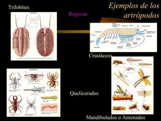 Ejemplos de los
artrópodos
Trilobites
Crustáceos
Quelicerados
Mandibulados o Antenados
Regresar
 