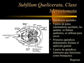 Subfilum Quelicerata, Clase
Merostomata
• Quelíceros quelados.
• 5 pares de patas
caminadoras queladas, las
quintas se llaman
quiliarios, se utilizan para
cavar.
• Primeros apéndices
abdominales forman el
opérculo genital.
• 5 pares de apéndices
laminares que funcionan
como branquias).
Regresar
 