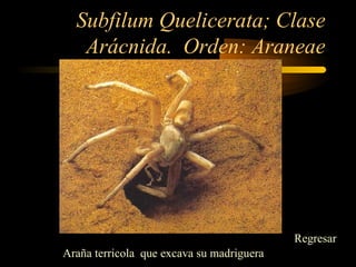 Subfilum Quelicerata; Clase
Arácnida. Orden: Araneae
Araña terricola que excava su madriguera
Regresar
 
