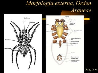 Morfología externa, Orden
Araneae
Regresar
 