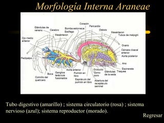 Morfología Interna Araneae
Tubo digestivo (amarillo) ; sistema circulatorio (rosa) ; sistema
nervioso (azul); sistema reproductor (morado).
Regresar
 