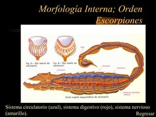 Morfología Interna; Orden
Escorpiones
Sistema circulatorio (azul), sistema digestivo (rojo), sistema nervioso
(amarillo). Regresar
 