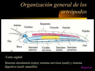 Organización general de los
artrópodos
Corte sagital:
Sistema circulatorio (rojo); sistema nervioso (azul) y sistema
digestivo (azul- amarillo) Regresar
 