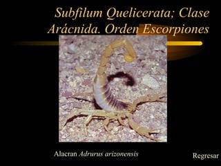 Subfilum Quelicerata; Clase
Arácnida. Orden Escorpiones
Alacran Adrurus arizonensis Regresar
 
