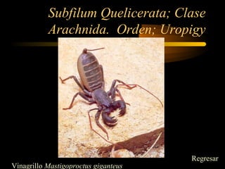 Subfilum Quelicerata; Clase
Arachnida. Orden; Uropigy
Vinagrillo Mastigoproctus giganteus
Regresar
 
