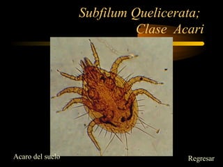 Subfilum Quelicerata;
Clase Acari
Acaro del suelo Regresar
 