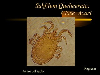 Subfilum Quelicerata;
Clase Acari
Acoro del suelo
Regresar
 