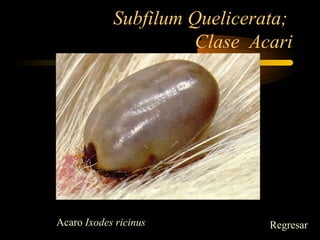 Subfilum Quelicerata;
Clase Acari
Acaro Ixodes ricinus Regresar
 