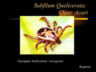 Subfilum Quelicerata;
Clase Acari
Garrapata Amblyomma variegatum
Regresar
 