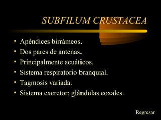 SUBFILUM CRUSTACEA
• Apéndices birrámeos.
• Dos pares de antenas.
• Principalmente acuáticos.
• Sistema respiratorio branquial.
• Tagmosis variada.
• Sistema excretor: glándulas coxales.
Regresar
 