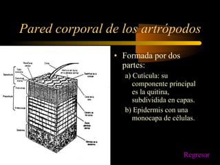 Pared corporal de los artrópodos
• Formada por dos
partes:
a) Cutícula: su
componente principal
es la quitina,
subdividida en capas.
b) Epidermis con una
monocapa de células.
Regresar
 
