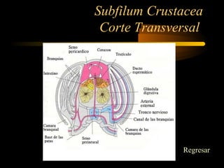 Subfilum Crustacea
Corte Transversal
Regresar
 