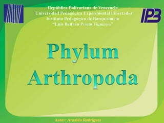 Phylum Arthropoda | PPTX