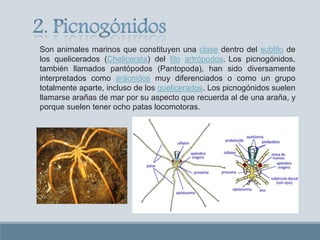 Son animales marinos que constituyen una clase dentro del subfilo de
los quelicerados (Chelicerata) del filo artrópodos. Los picnogónidos,
también llamados pantópodos (Pantopoda), han sido diversamente
interpretados como arácnidos muy diferenciados o como un grupo
totalmente aparte, incluso de los quelicerados. Los picnogónidos suelen
llamarse arañas de mar por su aspecto que recuerda al de una araña, y
porque suelen tener ocho patas locomotoras.
 