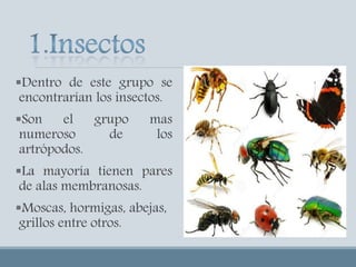 Dentro de este grupo se
encontrarían los insectos.
Son el grupo mas
numeroso de los
artrópodos.
La mayoría tienen pares
de alas membranosas.
Moscas, hormigas, abejas,
grillos entre otros.
 