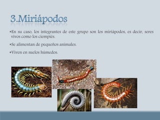 En su caso, los integrantes de este grupo son los miriápodos, es decir, seres
vivos como los ciempiés.
Se alimentan de pequeños animales.
Viven en suelos húmedos.
 