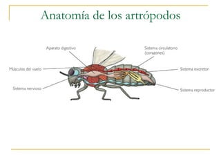 Anatomía de los artrópodos 