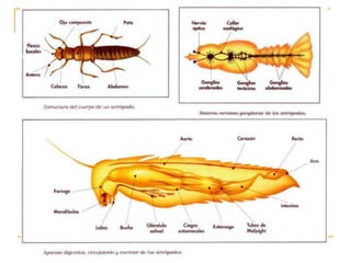 Anatomía de los artrópodos 