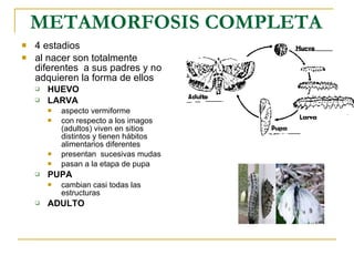 METAMORFOSIS COMPLETA   4 estadios  al nacer son totalmente diferentes  a sus padres y no adquieren la forma de ellos HUEVO LARVA aspecto vermiforme  con respecto a los imagos (adultos) viven en sitios distintos y tienen hábitos alimentarios diferentes  presentan  sucesivas mudas pasan a la etapa de pupa  PUPA cambian casi todas las estructuras ADULTO 