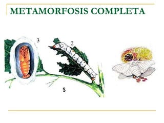 METAMORFOSIS COMPLETA 