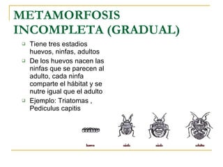 METAMORFOSIS INCOMPLETA (GRADUAL) Tiene tres estadios  huevos, ninfas, adultos De los huevos nacen las ninfas que se parecen al adulto, cada ninfa comparte el hábitat y se nutre igual que el adulto Ejemplo: Triatomas , Pediculus capitis  