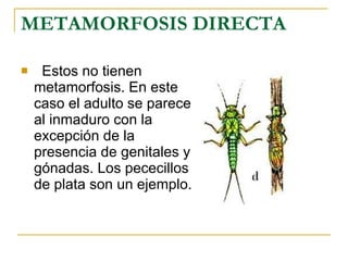 METAMORFOSIS DIRECTA Estos no tienen metamorfosis. En este caso el adulto se parece al inmaduro con la excepción de la presencia de genitales y gónadas. Los pececillos de plata son un ejemplo.  