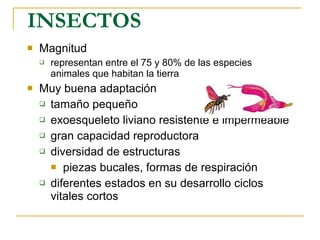 INSECTOS Magnitud representan entre el 75 y 80% de las especies animales que habitan la tierra  Muy buena adaptación tamaño pequeño  exoesqueleto liviano resistente e impermeable  gran capacidad reproductora  diversidad de estructuras piezas bucales, formas de respiración  diferentes estados en su desarrollo ciclos vitales cortos  